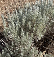 Artemisia tripartita