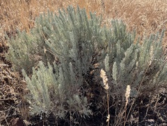 Artemisia tripartita