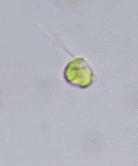 Nephroselmis