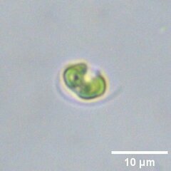 Nephroselmis