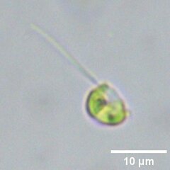 Nephroselmis
