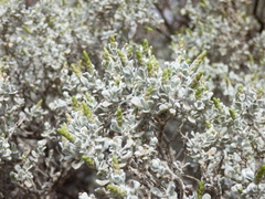 Cratystylis conocephala
