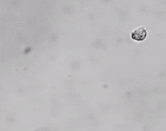 Nephroselmis