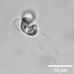 Nephroselmis