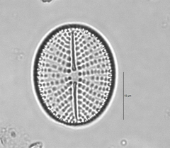 Cavinula scutelloides