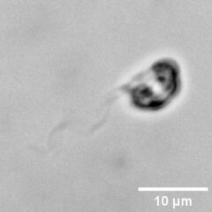 Nephroselmis