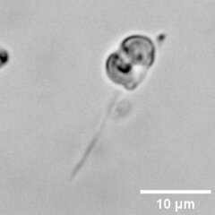 Nephroselmis