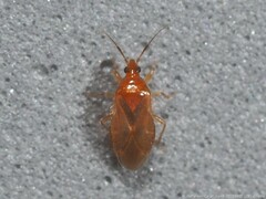 Lasiochilus pallidulus