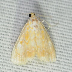 Glaphyria glaphyralis