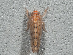 Osbornellus rotundus