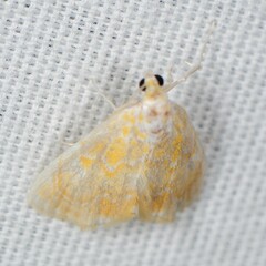 Glaphyria glaphyralis