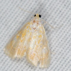 Glaphyria glaphyralis