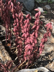 Corallorhiza striata