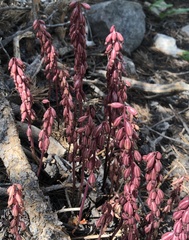 Corallorhiza striata