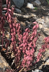 Corallorhiza striata