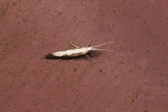 Plutella xylostella