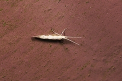 Plutella xylostella