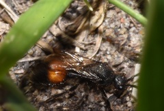 Dasymutilla canella