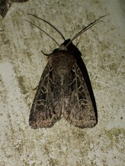 Euxoa divergens