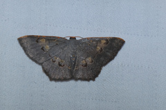 Serratophyga subangulata