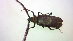 Derobrachus procerus