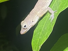 Anolis gundlachi