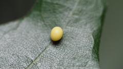 Zopheroteras