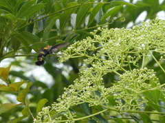Sataspes xylocoparis