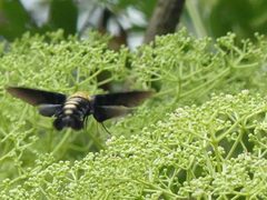 Sataspes tagalica