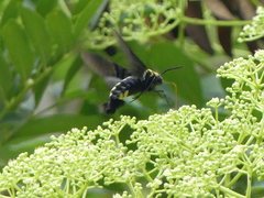 Sataspes tagalica