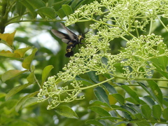 Sataspes xylocoparis