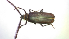 Derobrachus procerus