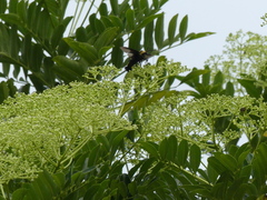 Sataspes xylocoparis