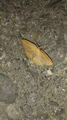 Drapetodes mitaria