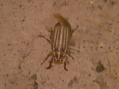 Polyphylla decemlineata