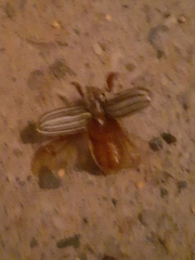 Polyphylla decemlineata