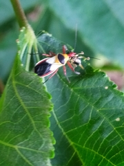 Castolus plagiaticollis