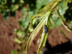 Coccinella undecimpunctata