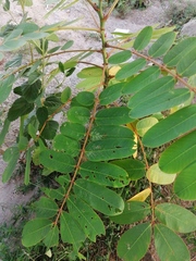Senna reticulata