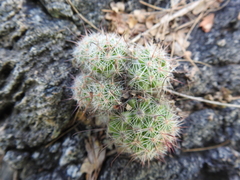 Mammillaria mazatlanensis