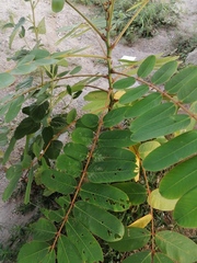 Senna reticulata