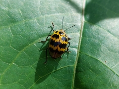Prepopharus duponcheli