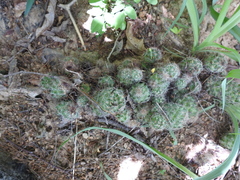 Mammillaria mazatlanensis