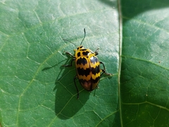 Prepopharus duponcheli