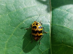 Prepopharus duponcheli