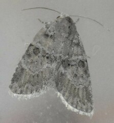 Garella