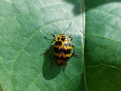 Prepopharus duponcheli