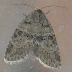 Garella