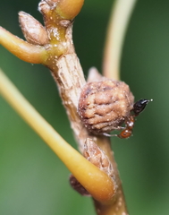 Allokermes galliformis