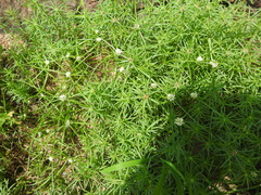 Cyperus seslerioides